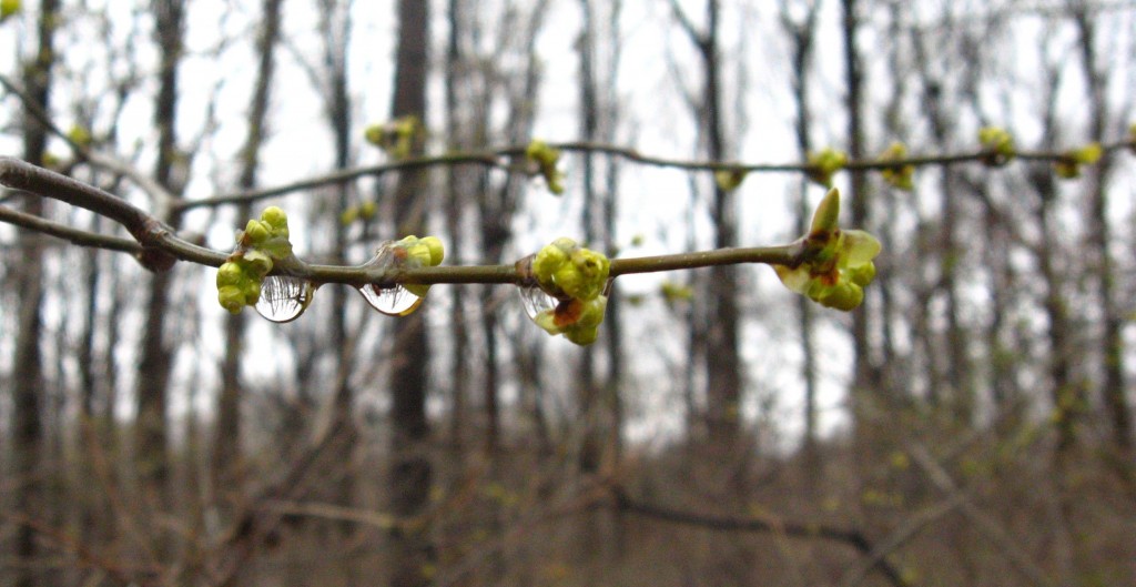 Spicebush in Morris Park, Philadelphia