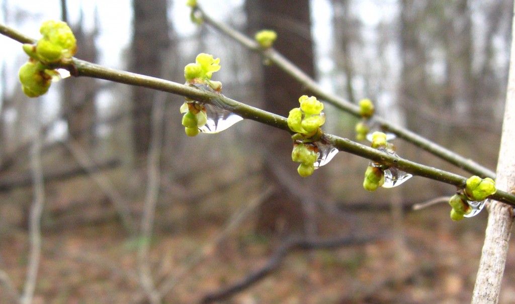 Spicebush in Morris Park, Philadelphia Spicebush in Morris Park, Philadelphia