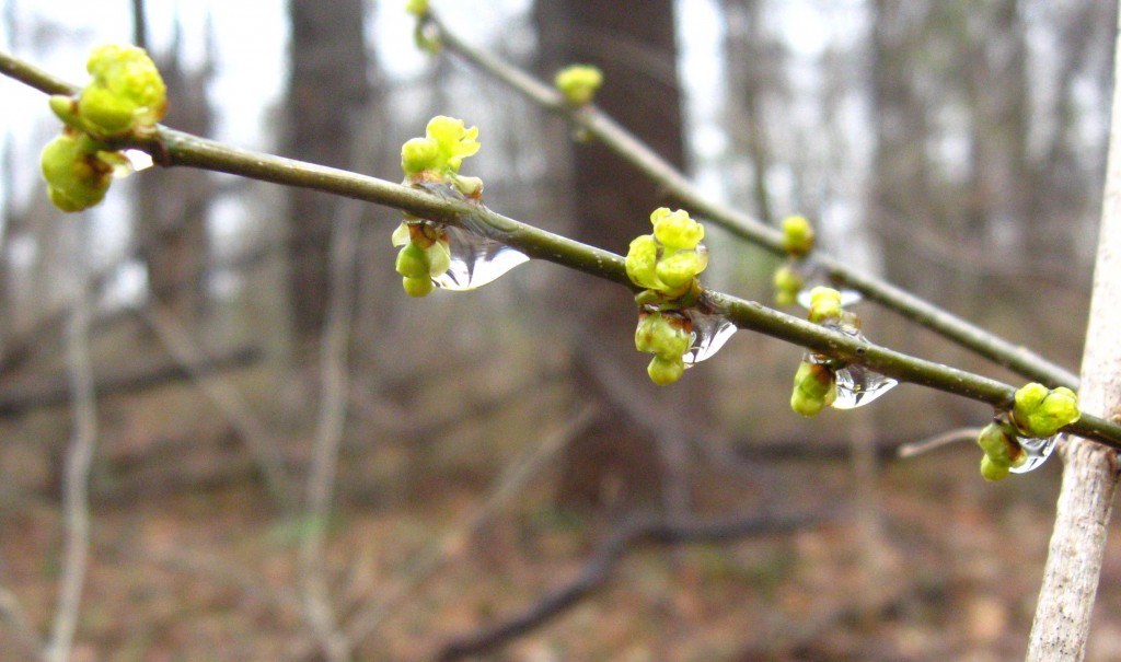 Spicebush in Morris Park, Philadelphia