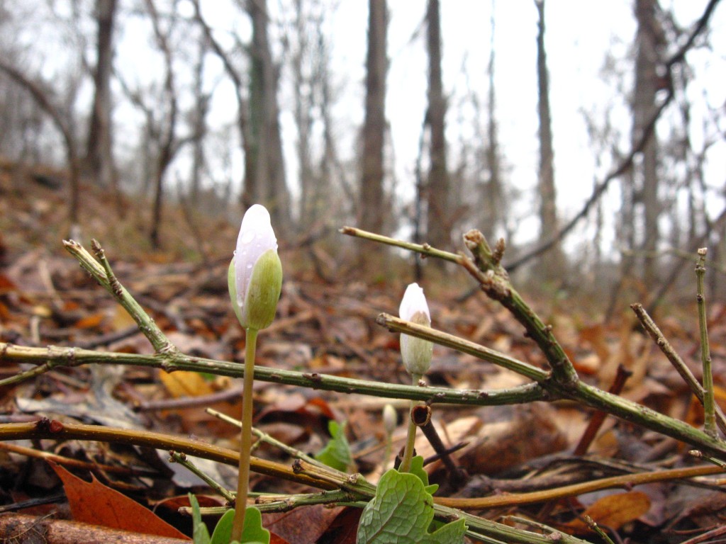 Bloodroot in Morris Park, Philadelphia