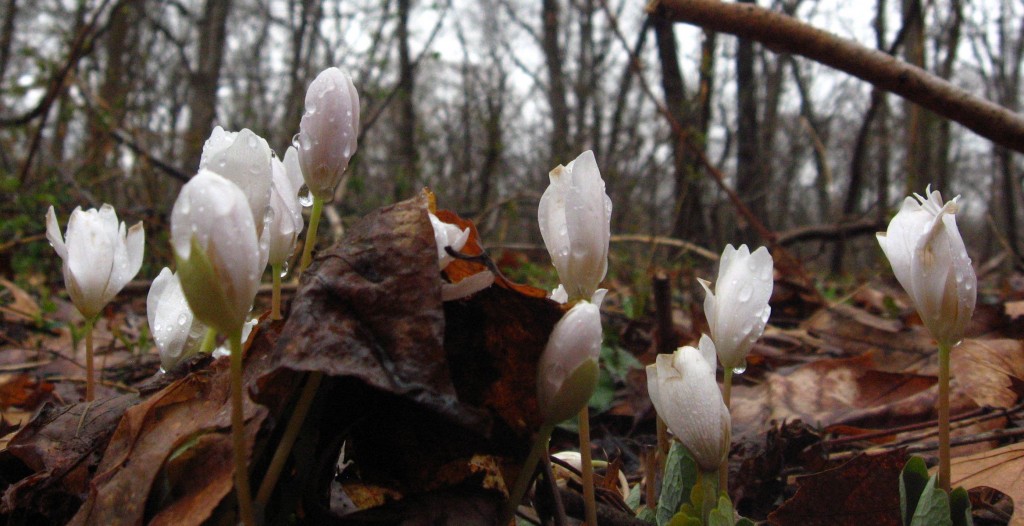 Bloodroot in Morris Park, Philadelphia