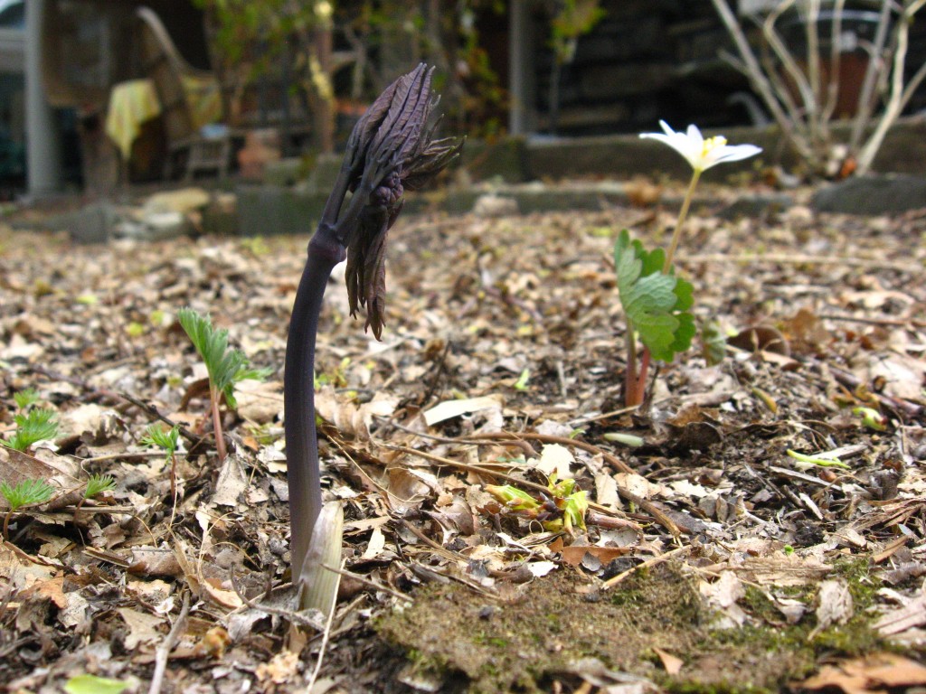  Blue Cohosh, Garden of the Sanguine Root, Morris Park Road, Philadelphia Pa