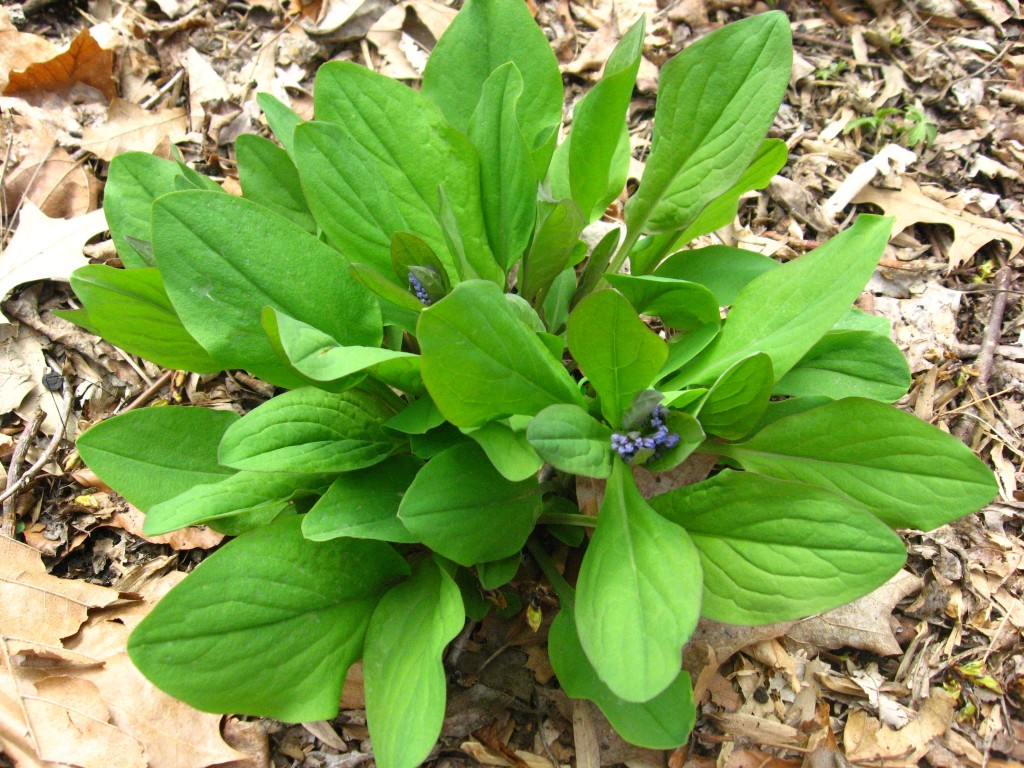  Bluebells, Garden of the Sanguine Root, Morris Park Road, Philadelphia Pa