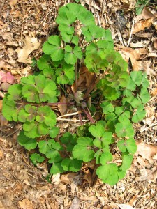 Columbine, Garden of the Sanguine Root, Morris Park Road, Philadelphia Pa