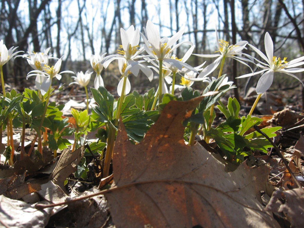 Bloodroot, Morris Park, Philadelphia Pa