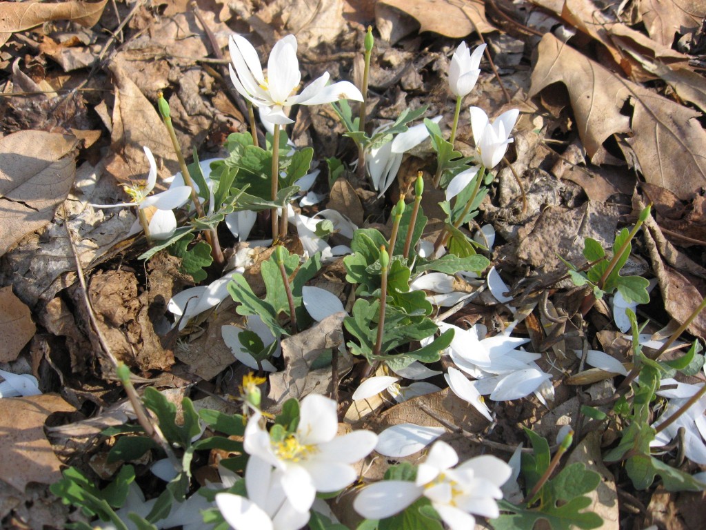 Bloodroot, Morris Park, Philadelphia Pa