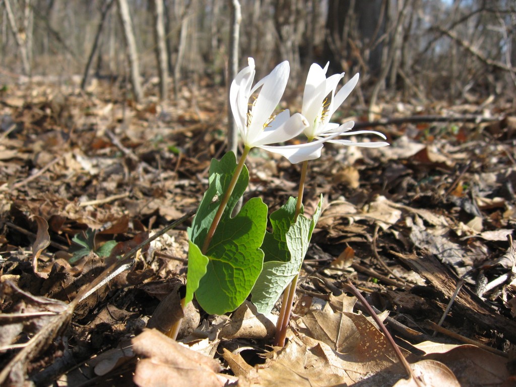 Bloodroot, Morris Park, Philadelphia Pa