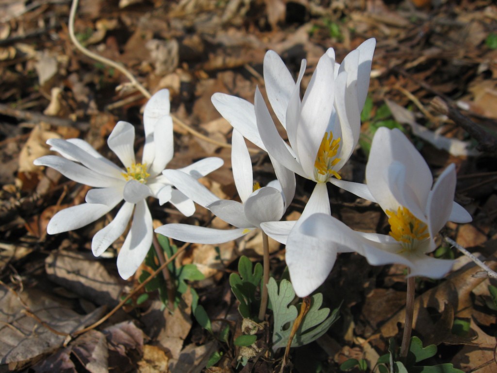 Bloodroot, Morris Park, Philadelphia Pa