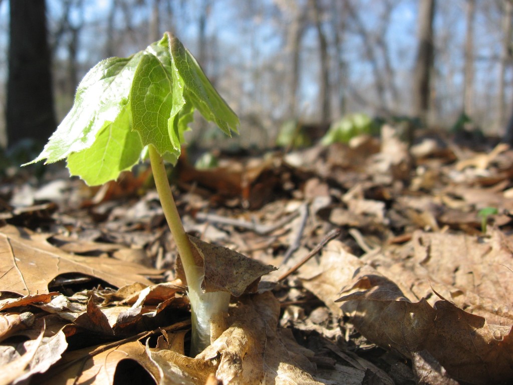 Mayapple, Morris Park, Philadelphia Pa