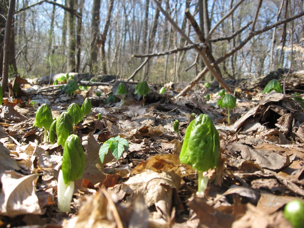 Mayapple, Morris Park, Philadelphia Pa