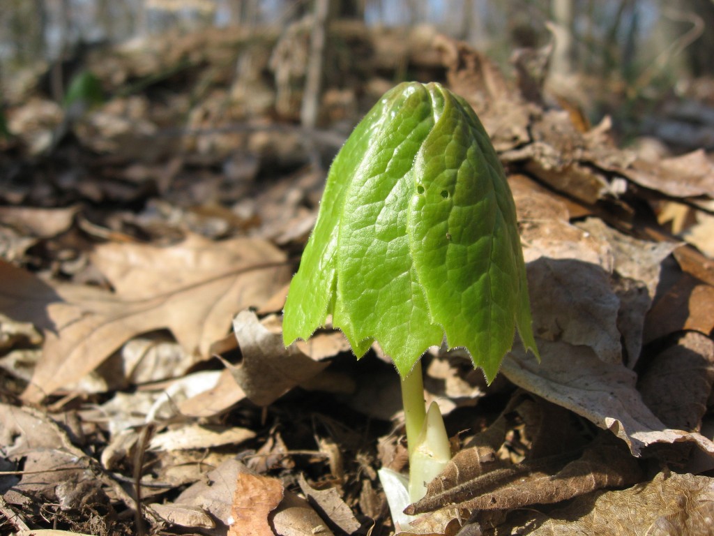 Mayapple, Morris Park, Philadelphia Pa