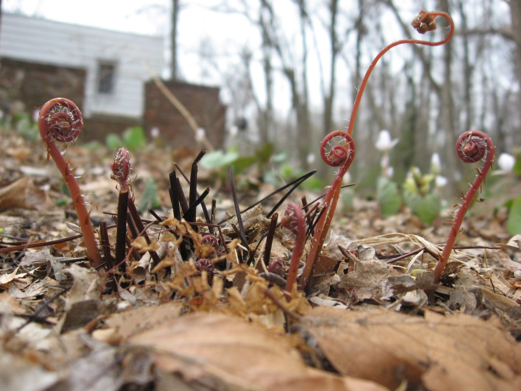 Maidenhair fern, Garden of the Sanguine Root, Morris Park Road, Philadelphia Pa