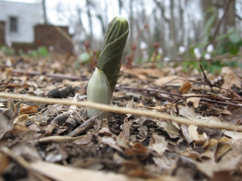 Mayapple, Garden of the Sanguine Root, Morris Park Road, Philadelphia Pa