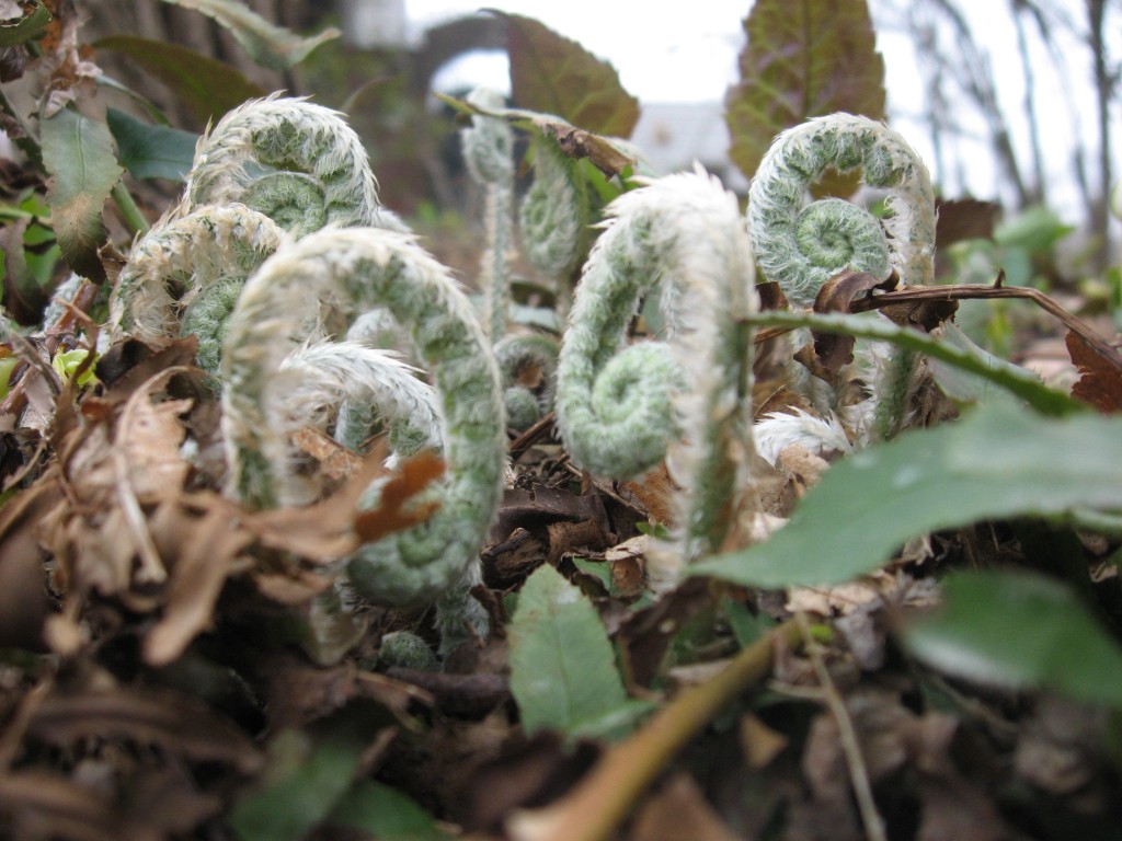 Christmas fern, Garden of the Sanguine Root, Morris Park Road, Philadelphia Pa