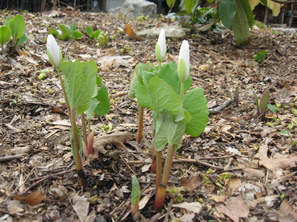 Bloodroot, Garden of the Sanguine Root, Morris Park Road, Philadelphia Pa