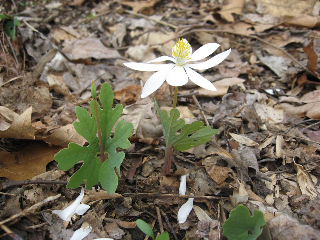 Bloodroot, Morris Park, Philadelphia Pa