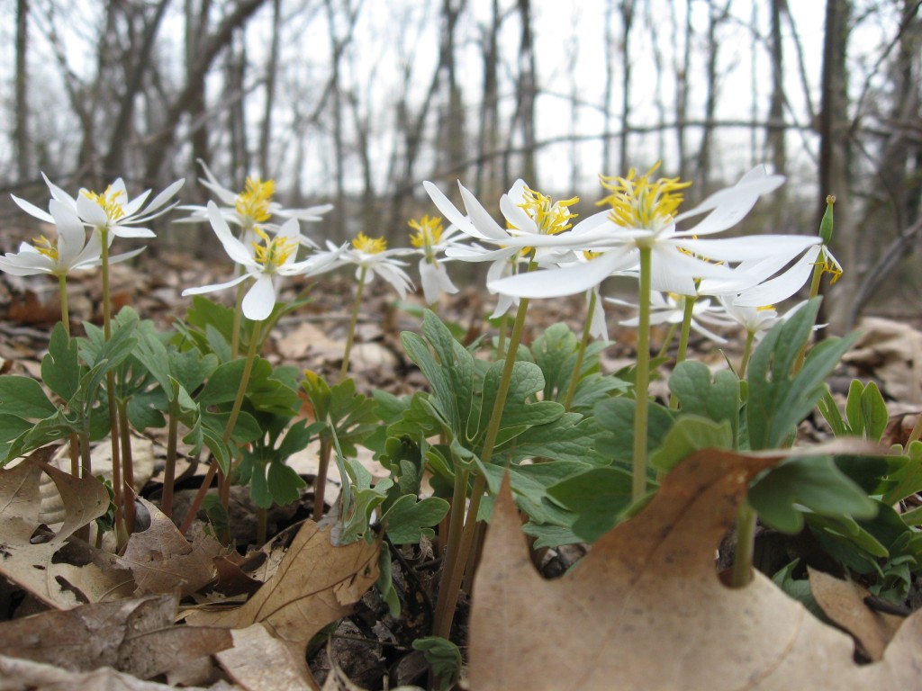 Bloodroot, Morris Park, Philadelphia Pa