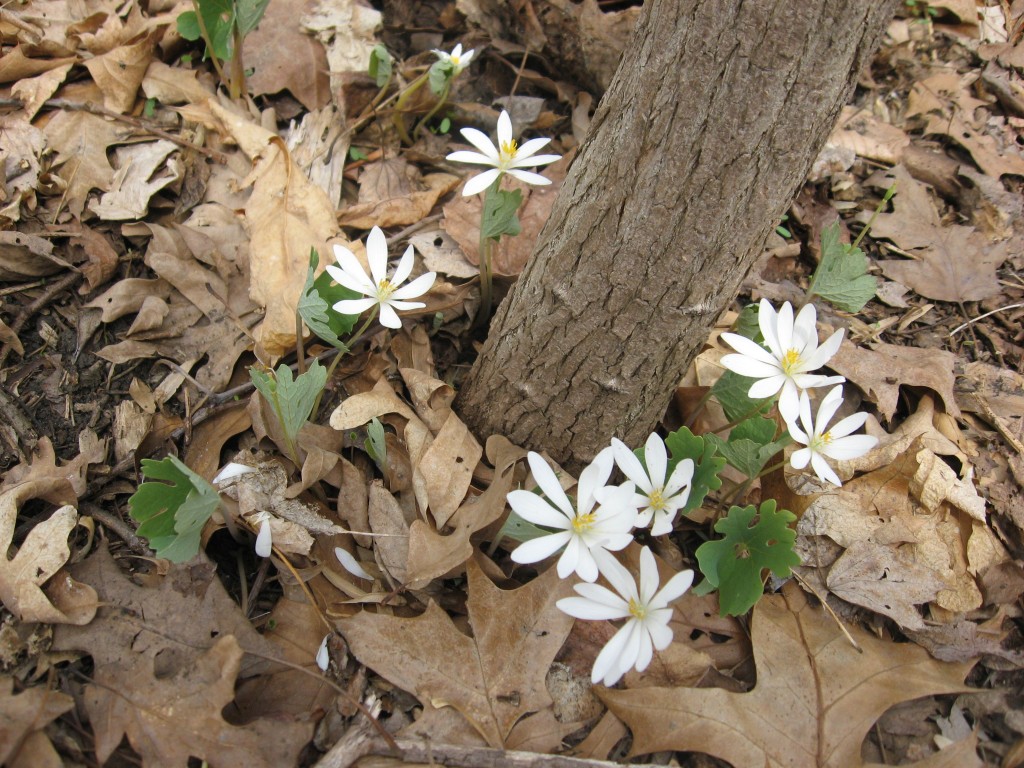 Bloodroot, Morris Park, Philadelphia Pa