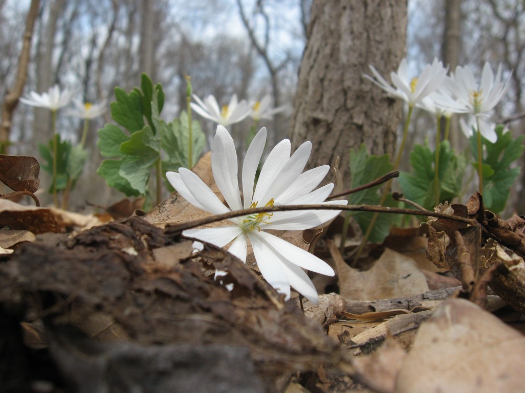 Bloodroot, Morris Park, Philadelphia Pa