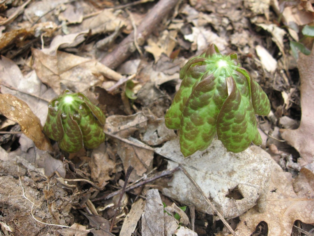 Mayapple, Morris Park, Philadelphia Pa