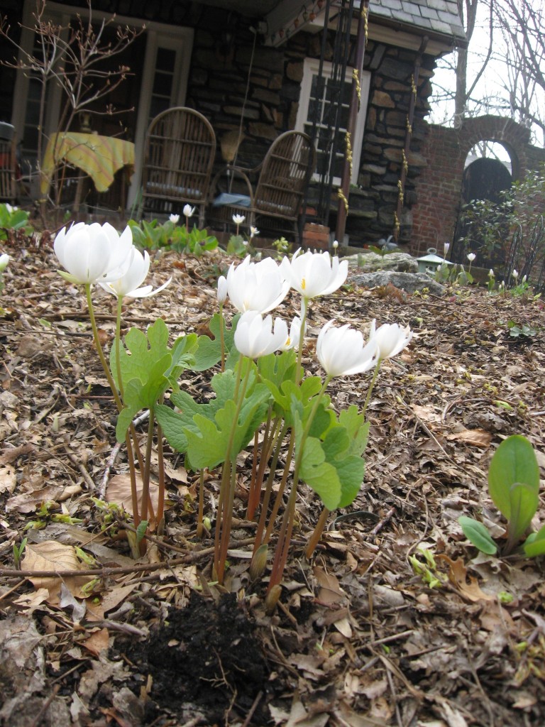 Bloodroot, Garden of the Sanguine Root, Morris Park Road, Philadelphia Pa