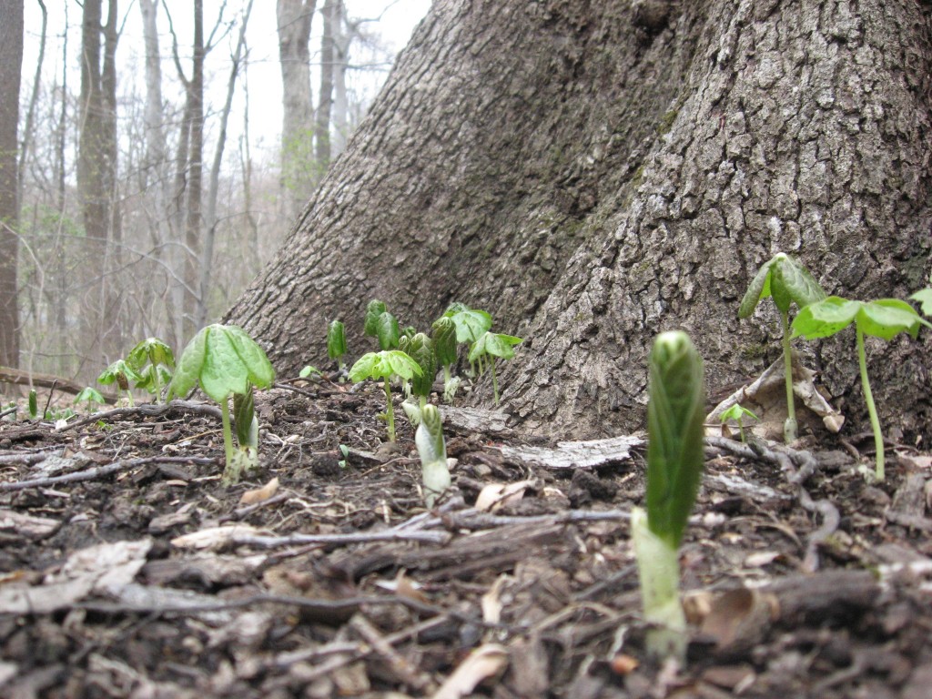 Mayapples in Morris Park, Philadelphia Pennsylvania