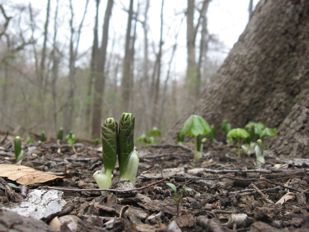 Mayapples in Morris Park, Philadelphia Pennsylvania