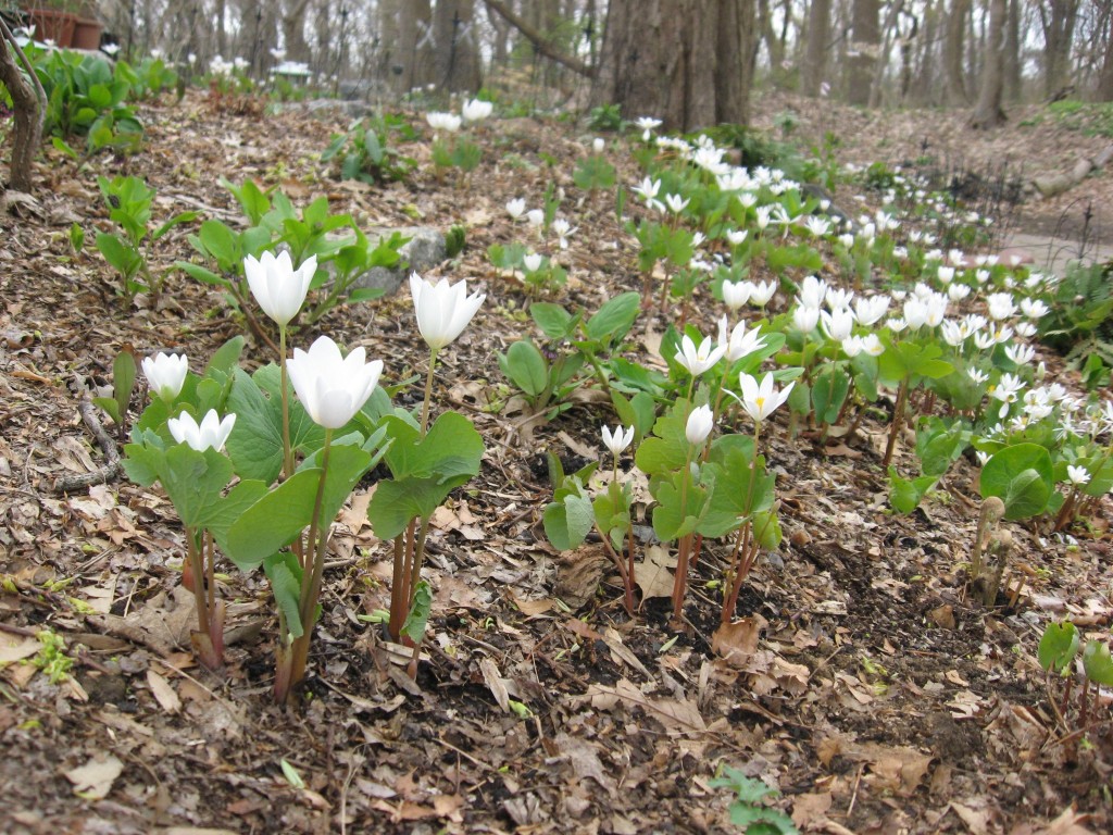 The garden of the Sanguine Root  Morris Park Road, Philadelphia Pennsylvania