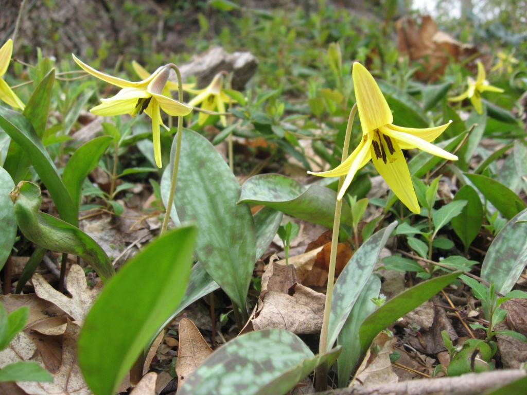  Trout lily, Wissahickon Valley Park, Philadelphia Pennsylvania