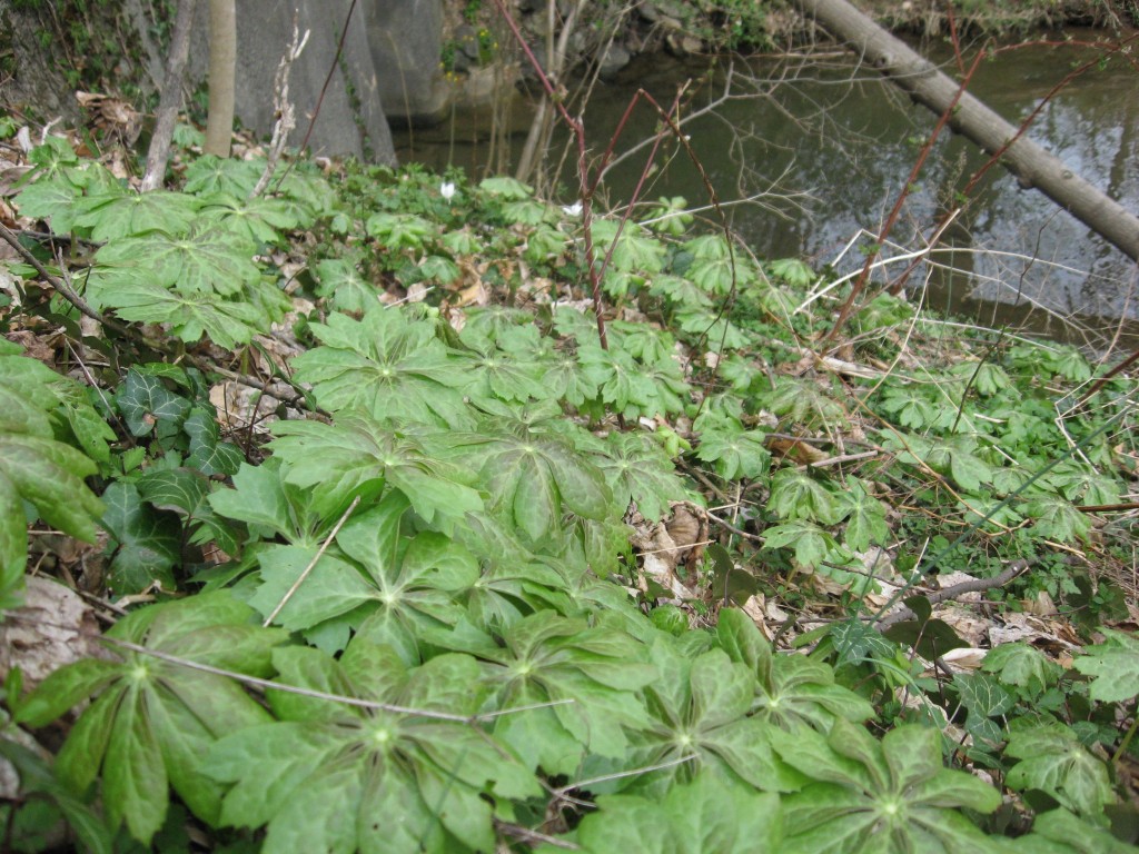  Mayapples, Wissahickon Valley Park, Philadelphia Pennsylvania