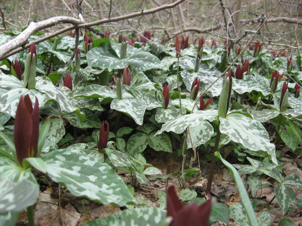 Sessile trillium, Wissahickon Valley Park, Philadelphia Pennsylvania