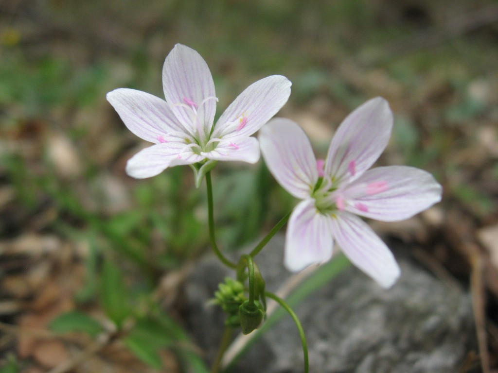 Spring beauty, Wissahickon Valley Park, Philadelphia Pennsylvania