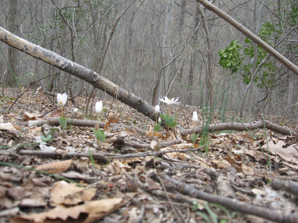 Bloodroot, Wissahickon Valley Park, Philadelphia Pennsylvania