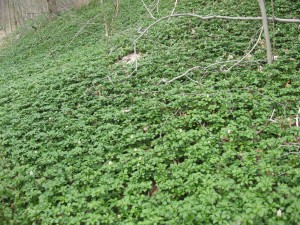 pachysandra terminalus, Wissahickon Valley Park, Philadelphia Pennsylvania