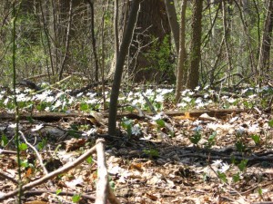 Bloodroot, Morris Park, Philadelphia, 