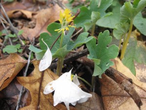 Bloodroot, Morris Park, Philadelphia, 