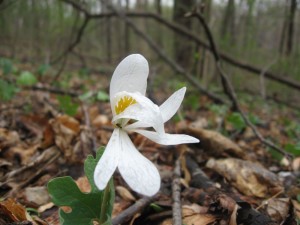 Bloodroot, Morris Park, Philadelphia, 