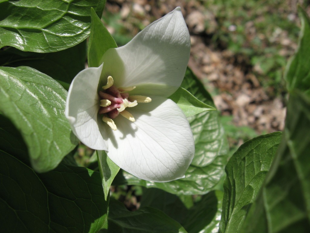 Trillium erectum, var. album, Shenks Ferry Wildflower Preserve: A rich ravine habitat on the lower Susquehanna River Valley, Pennsylvania