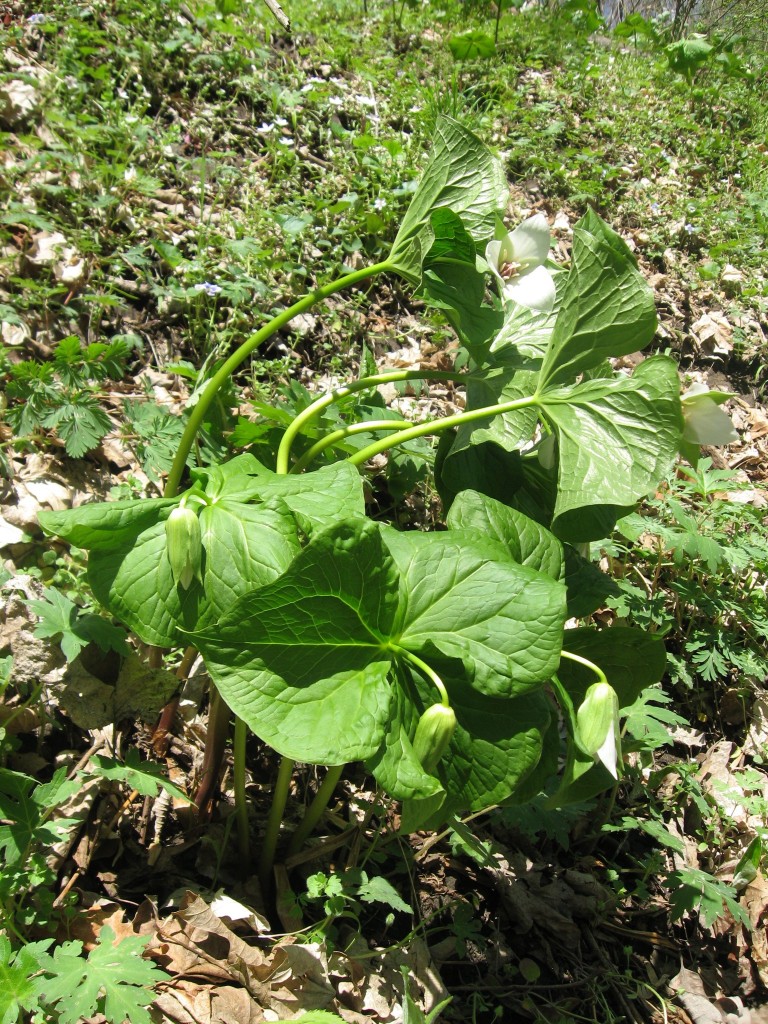 Trillium erectum, var. album, Shenks Ferry Wildflower Preserve: A rich ravine habitat on the lower Susquehanna River Valley, Pennsylvania
