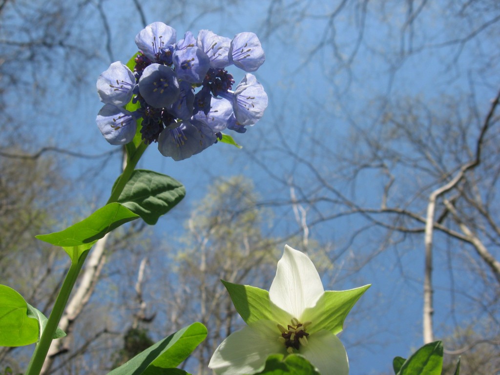 Shenks Ferry Wildflower Preserve: A rich ravine habitat on the lower Susquehanna River Valley, Pennsylvania