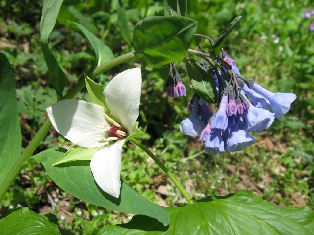 Trillium erectum v. album with Mertensia virginica, Shenks Ferry Wildflower Preserve: A rich ravine habitat on the lower Susquehanna River Valley, Pennsylvania