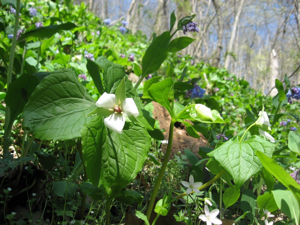 Trillium erectum v. album with Mertensia virginica, Shenks Ferry Wildflower Preserve: A rich ravine habitat on the lower Susquehanna River Valley, Pennsylvania