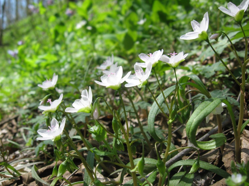 Spring Beauty (Claytonia virginica), Shenks Ferry Wildflower Preserve: A rich ravine habitat on the lower Susquehanna River Valley, Pennsylvania