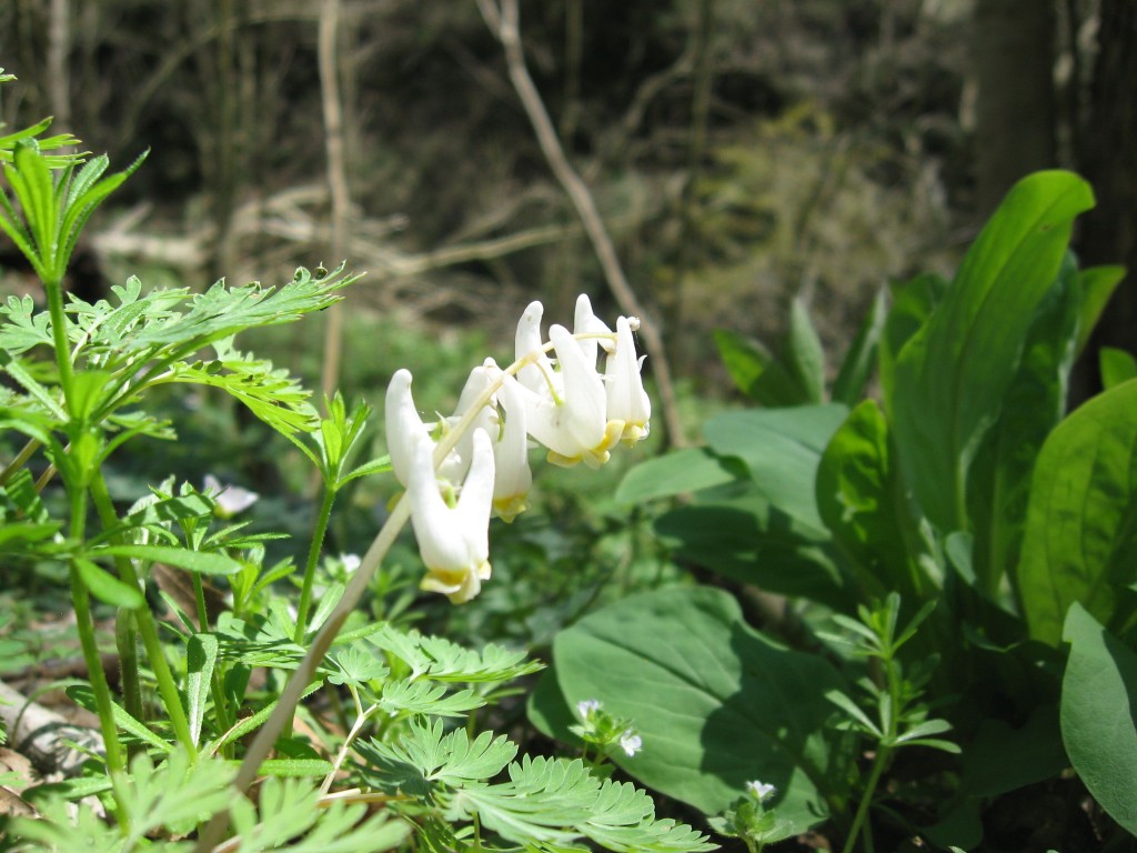 Dutchmans Breeches, Shenks Ferry Wildflower Preserve: A rich ravine habitat on the lower Susquehanna River Valley, Pennsylvania