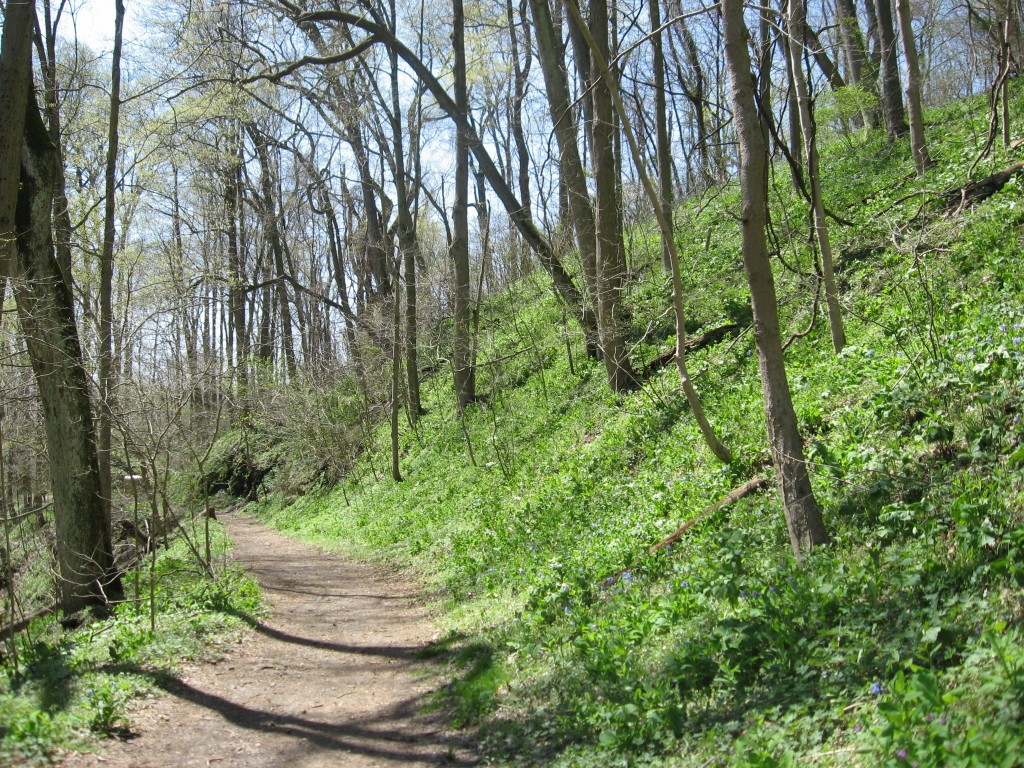 Shenks Ferry Wildflower Preserve: A rich ravine habitat on the lower Susquehanna River Valley, Pennsylvania