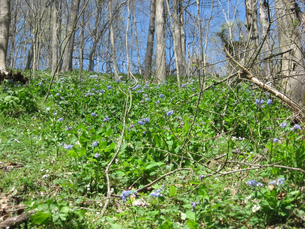 Isabelle and Bluebells, Shenks Ferry wildflower preserve. Lower Susquehanna River Valley, Pennsylvania