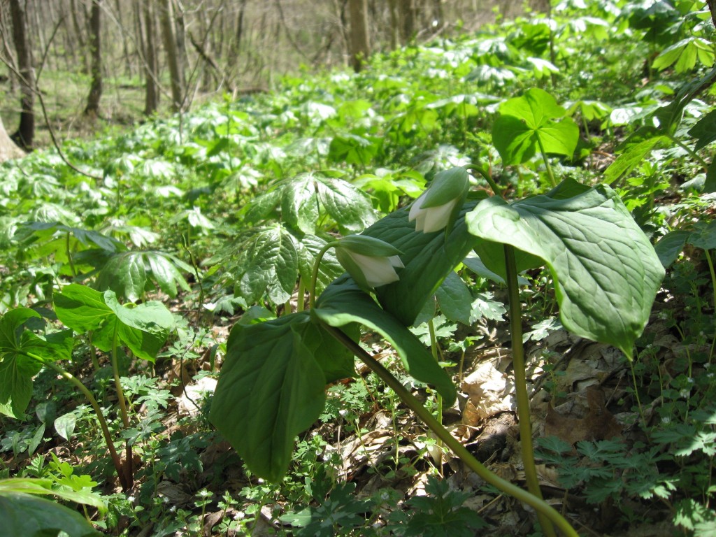 Shenks Ferry wildflower preserve. Lower Susquehanna River Valley, Pennsylvania