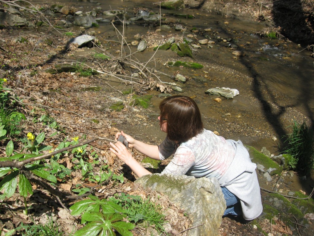 Shenks Ferry wildflower preserve. Lower Susquehanna River Valley, Pennsylvania