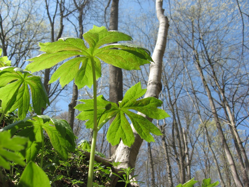 Shenks Ferry wildflower preserve. Lower Susquehanna River Valley, Pennsylvania