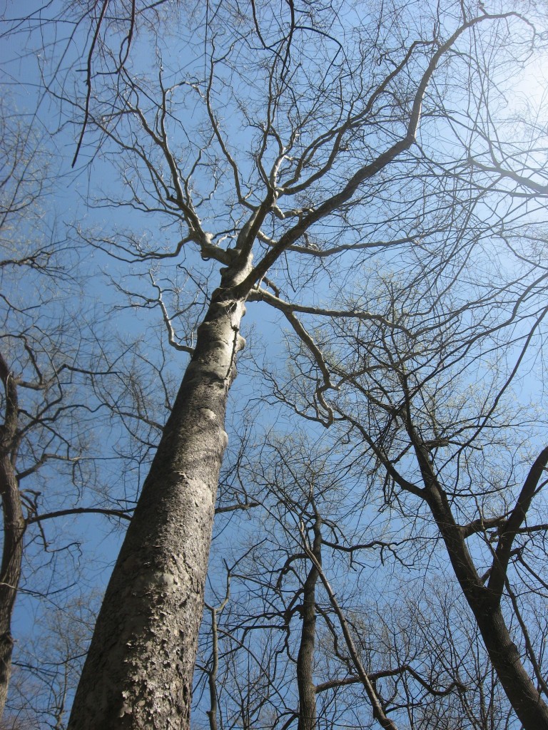 Shenks Ferry wildflower preserve. Lower Susquehanna River Valley, Pennsylvania